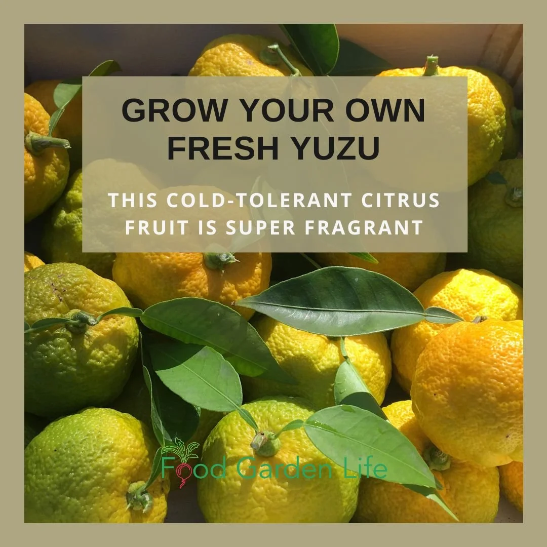 Yuzu: This Citrus is a Rare and Fragrant Foodie's Delight (And You